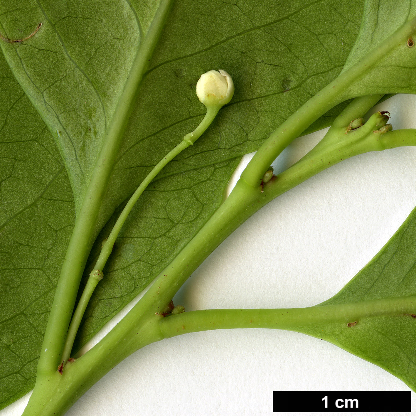 High resolution image: Family: Celastraceae - Genus: Maytenus - Taxon: canariensis