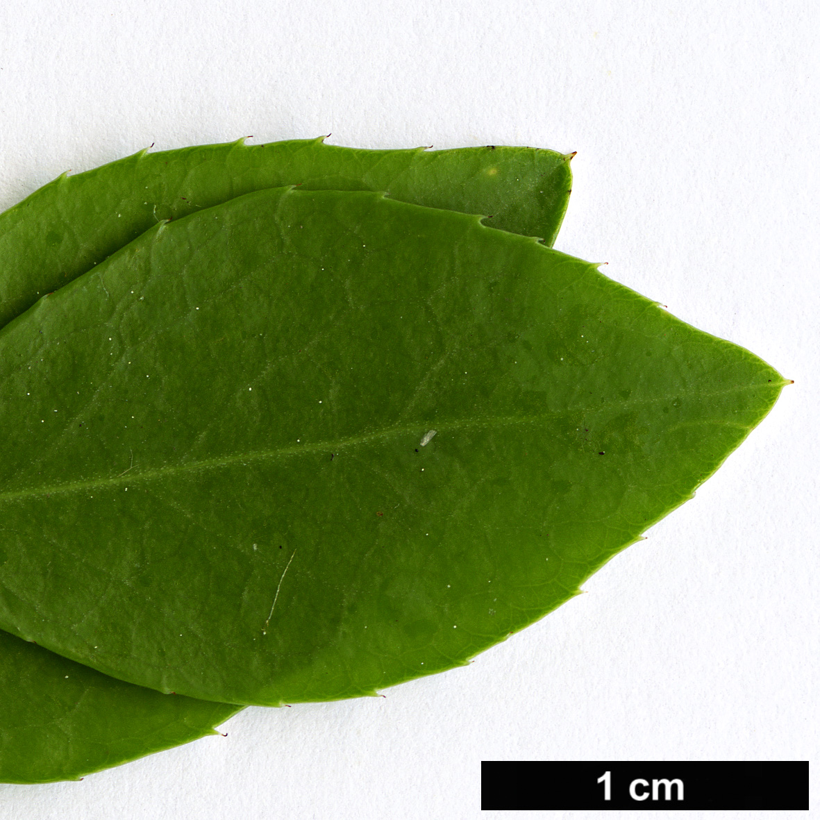 High resolution image: Family: Celastraceae - Genus: Putterlickia - Taxon: pyracantha