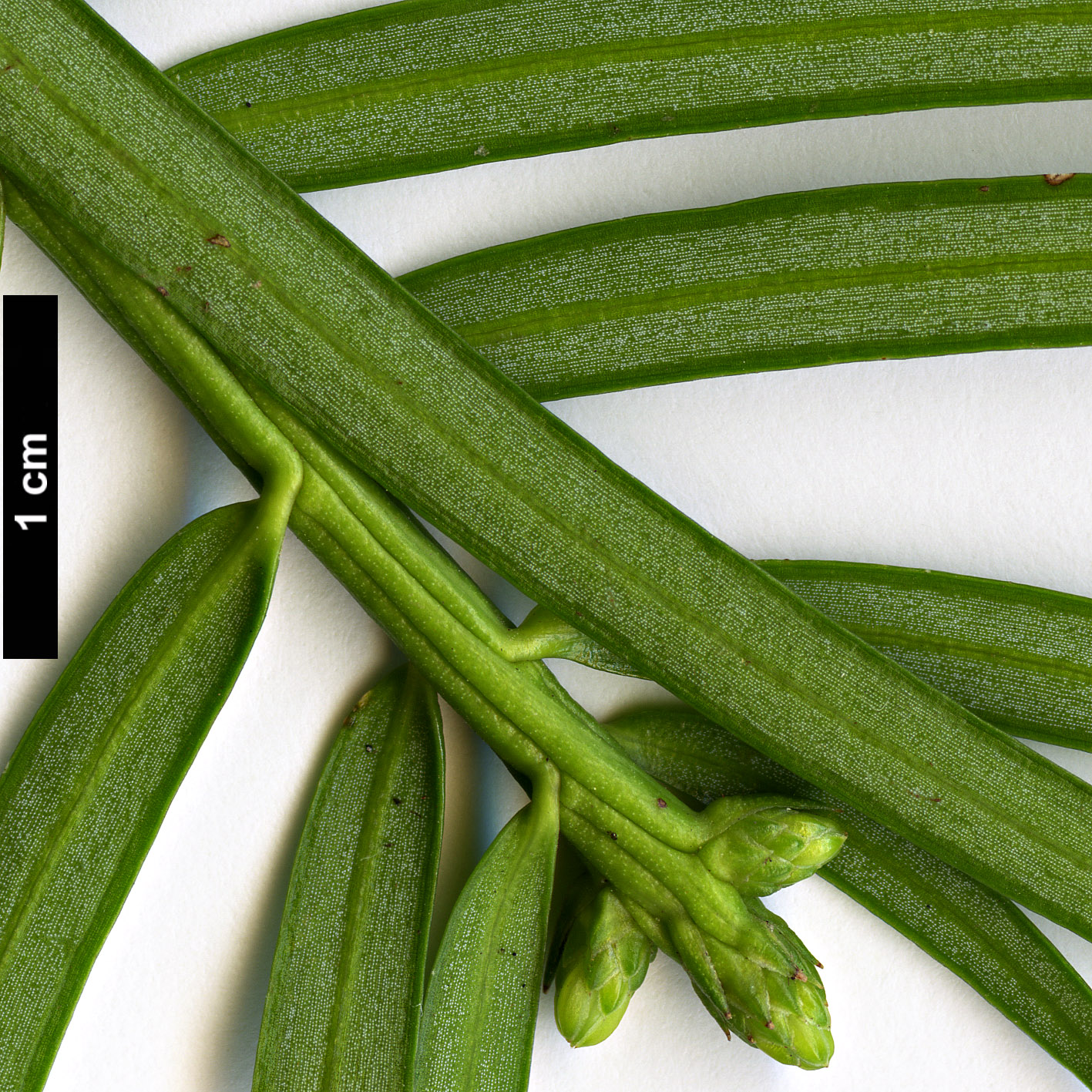 High resolution image: Family: Cephalotaxaceae - Genus: Cephalotaxus - Taxon: fortunei