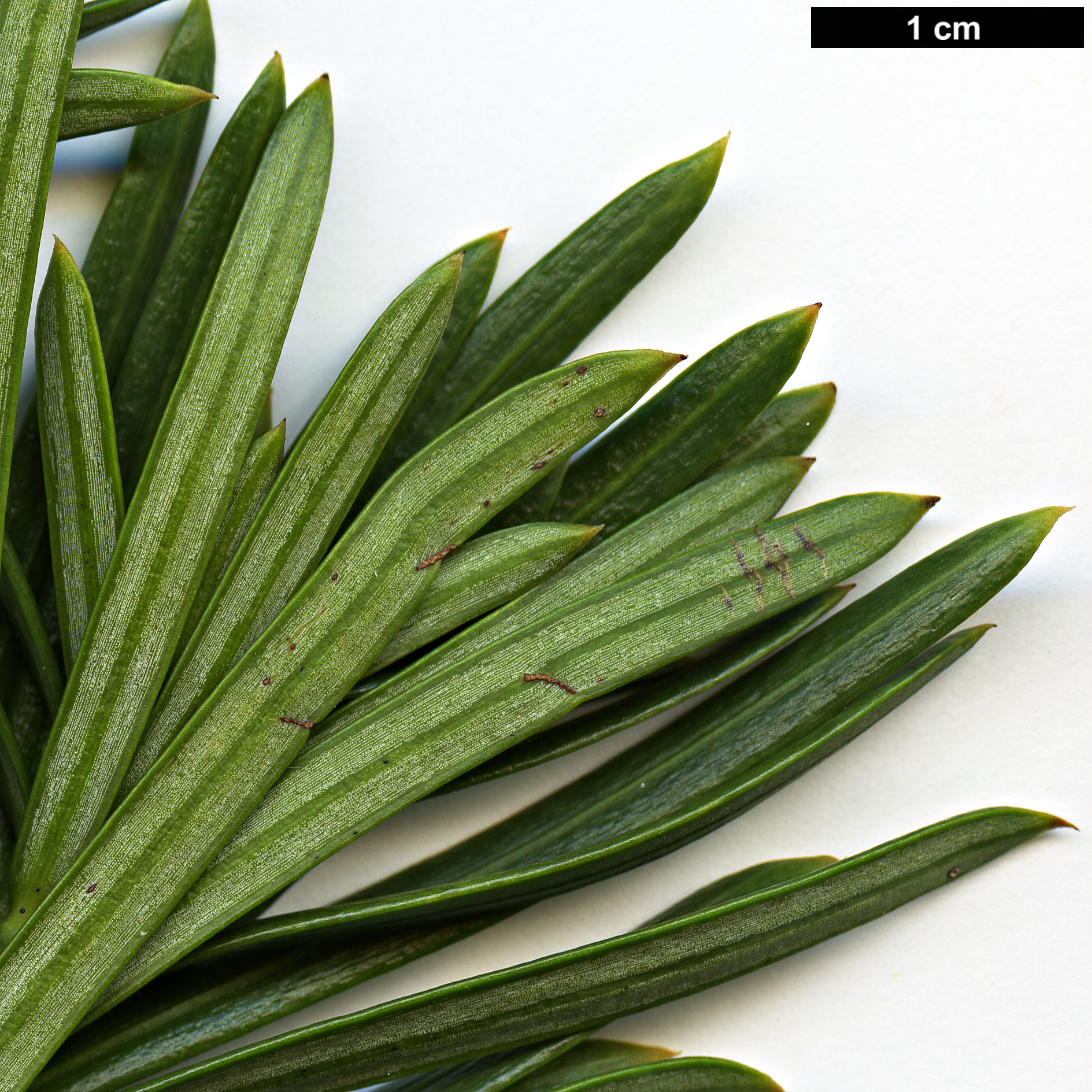 High resolution image: Family: Cephalotaxaceae - Genus: Cephalotaxus - Taxon: harringtonii - SpeciesSub: 'Fastigiata'