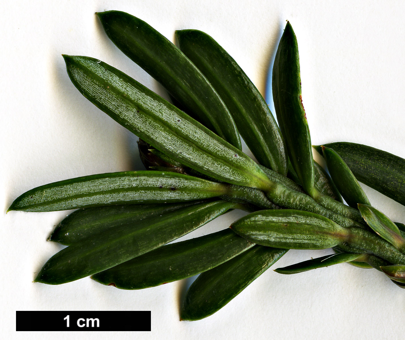 High resolution image: Family: Cephalotaxaceae - Genus: Cephalotaxus - Taxon: harringtonii