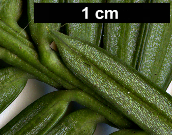 High resolution image: Family: Cephalotaxaceae - Genus: Cephalotaxus - Taxon: harringtonii