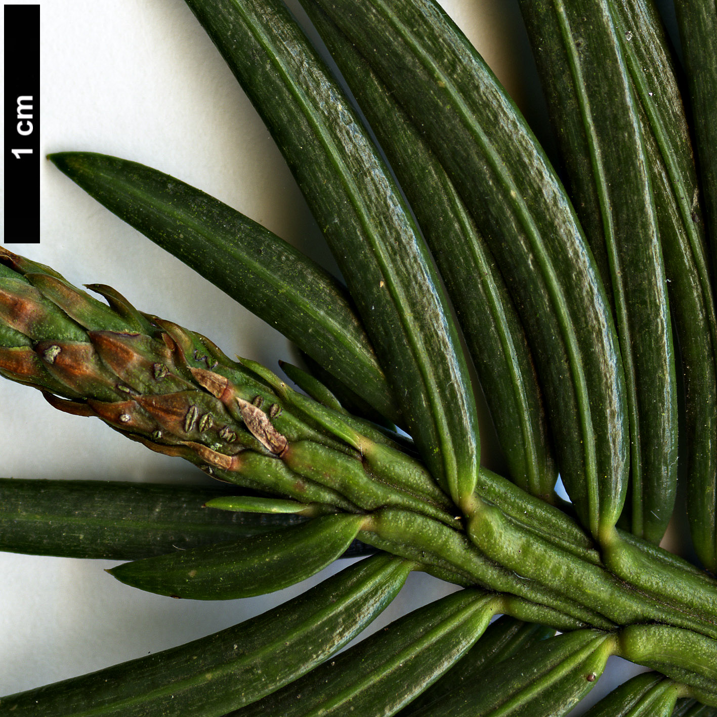 High resolution image: Family: Cephalotaxaceae - Genus: Cephalotaxus - Taxon: harringtonii