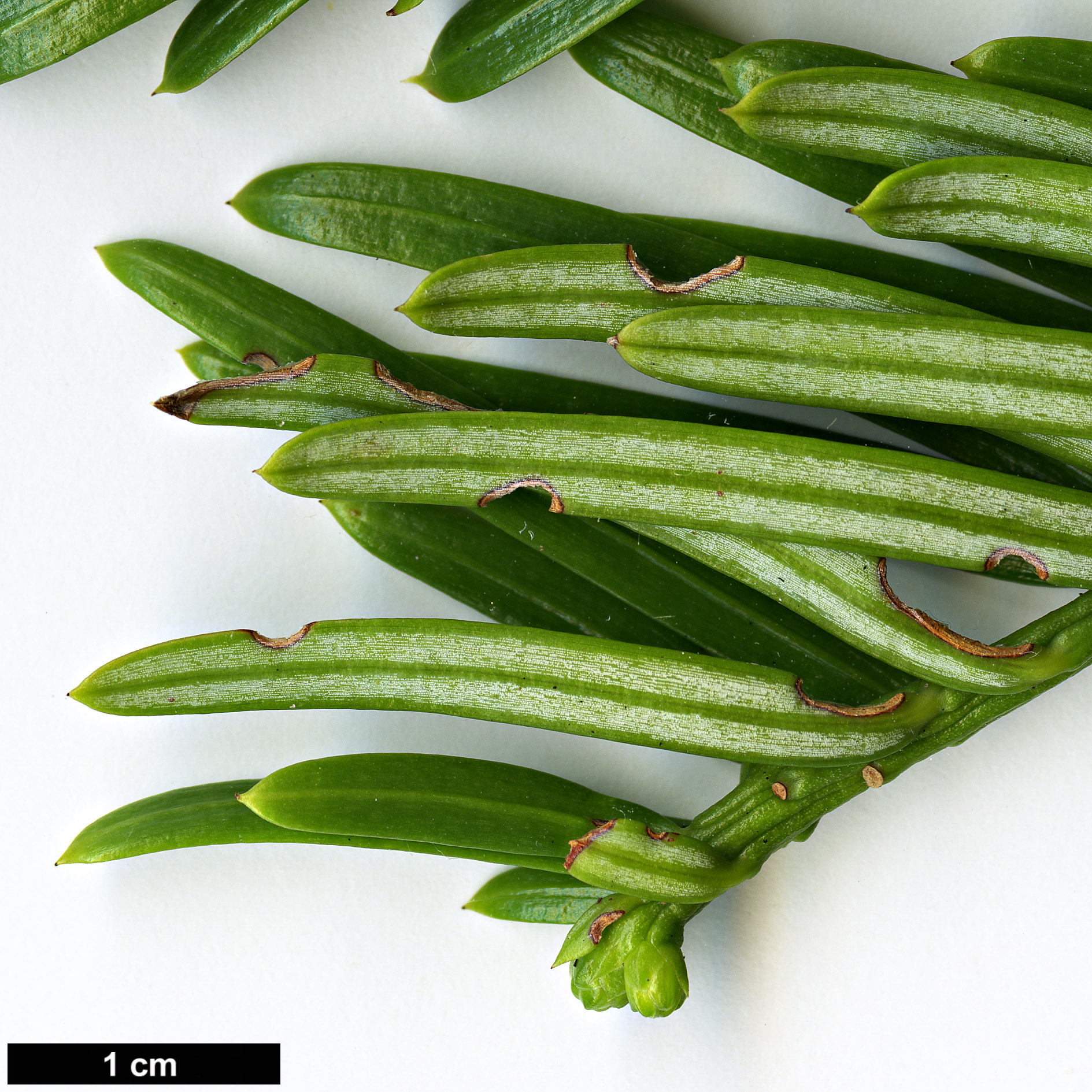 High resolution image: Family: Cephalotaxaceae - Genus: Cephalotaxus - Taxon: koreana