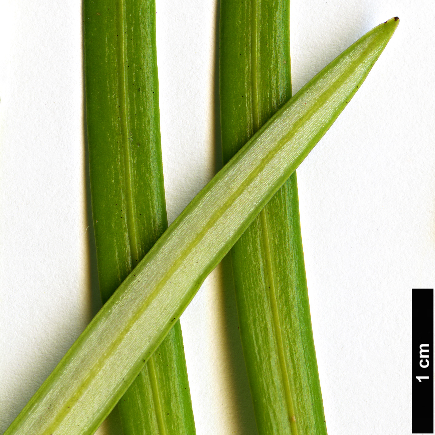 High resolution image: Family: Cephalotaxaceae - Genus: Cephalotaxus - Taxon: lanceolata