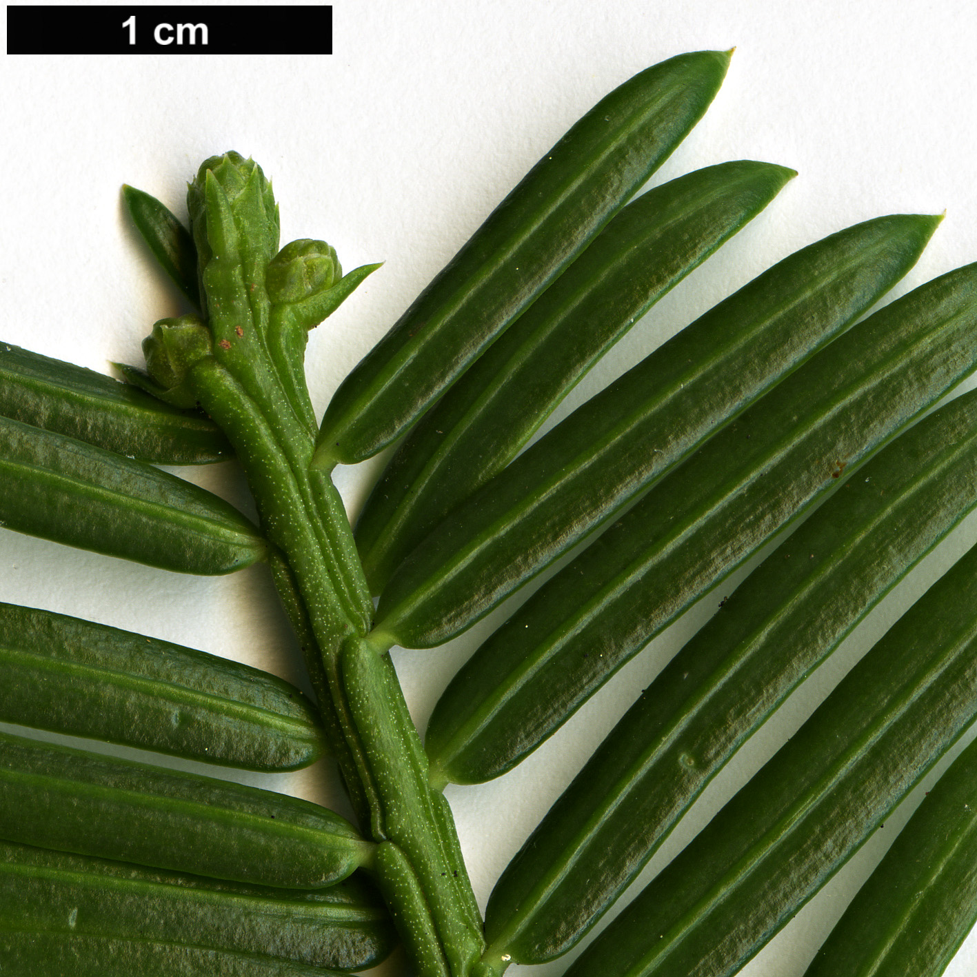 High resolution image: Family: Cephalotaxaceae - Genus: Cephalotaxus - Taxon: mannii