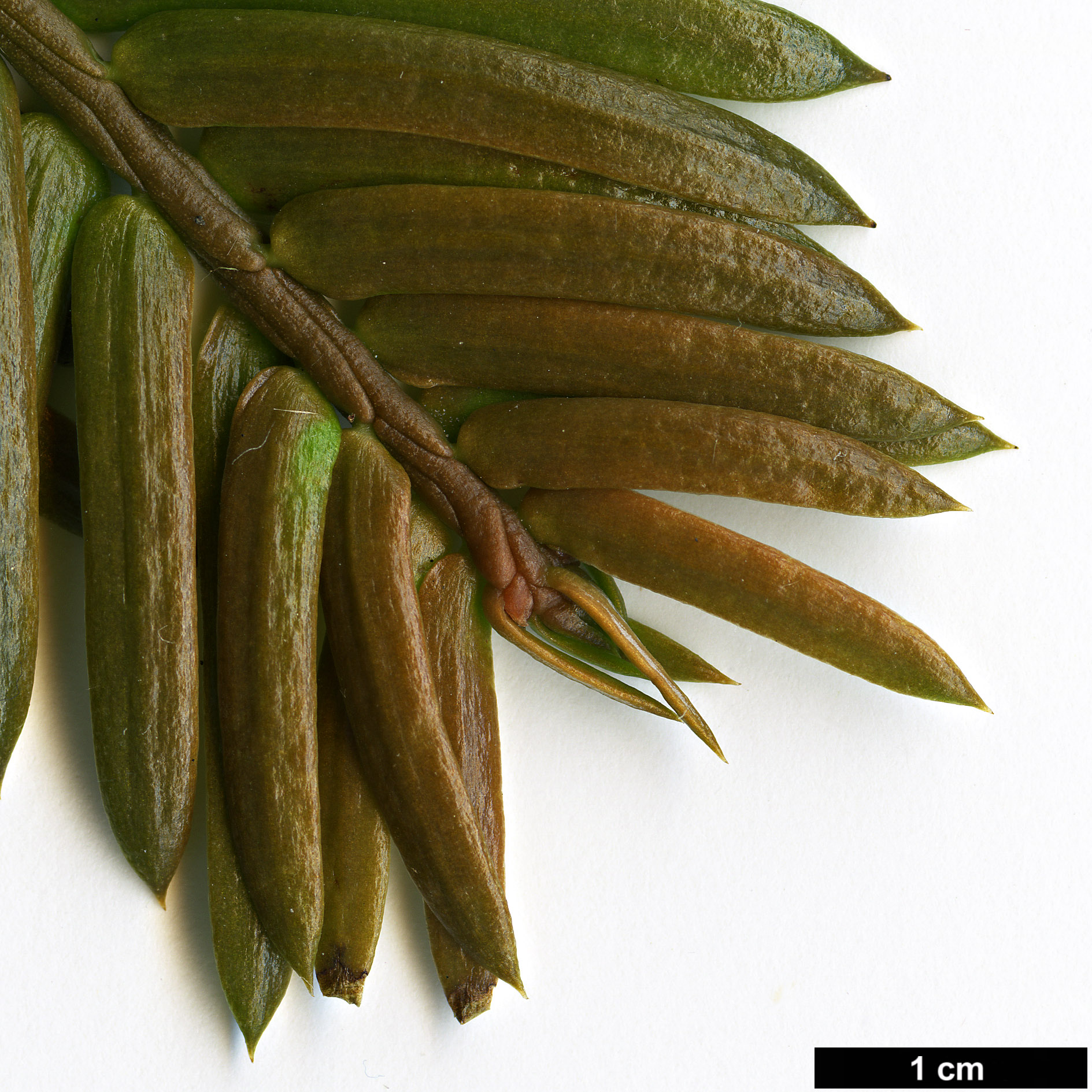 High resolution image: Family: Cephalotaxaceae - Genus: Cephalotaxus - Taxon: oliveri