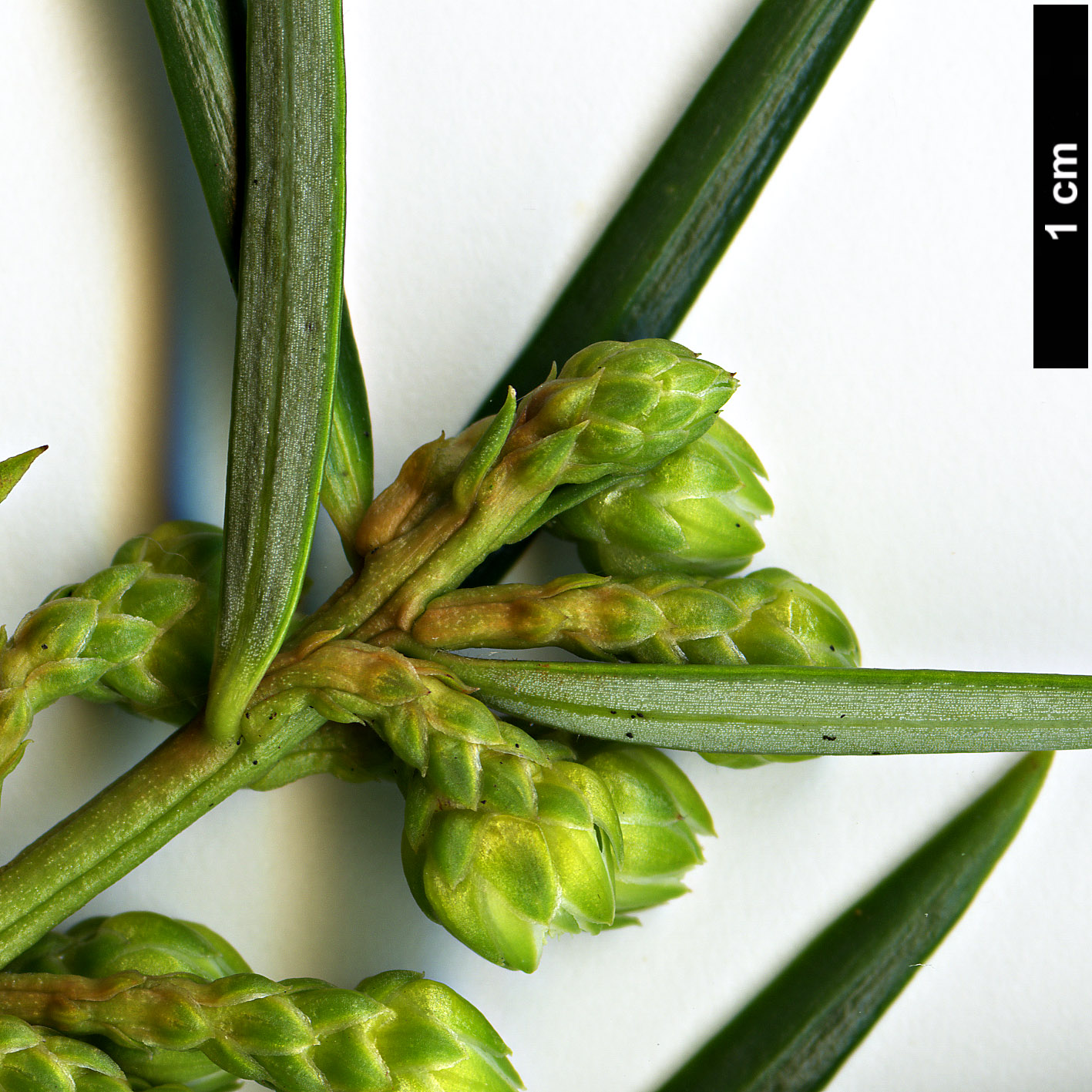 High resolution image: Family: Cephalotaxaceae - Genus: Cephalotaxus - Taxon: sinensis