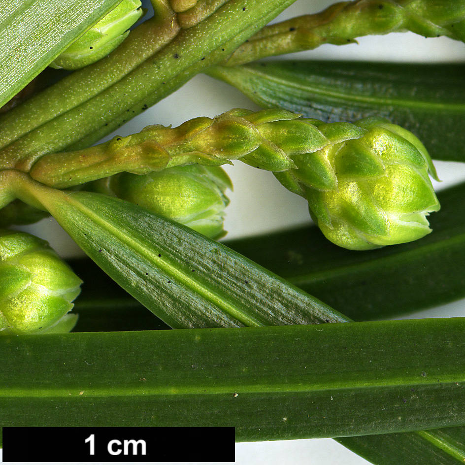 High resolution image: Family: Cephalotaxaceae - Genus: Cephalotaxus - Taxon: sinensis