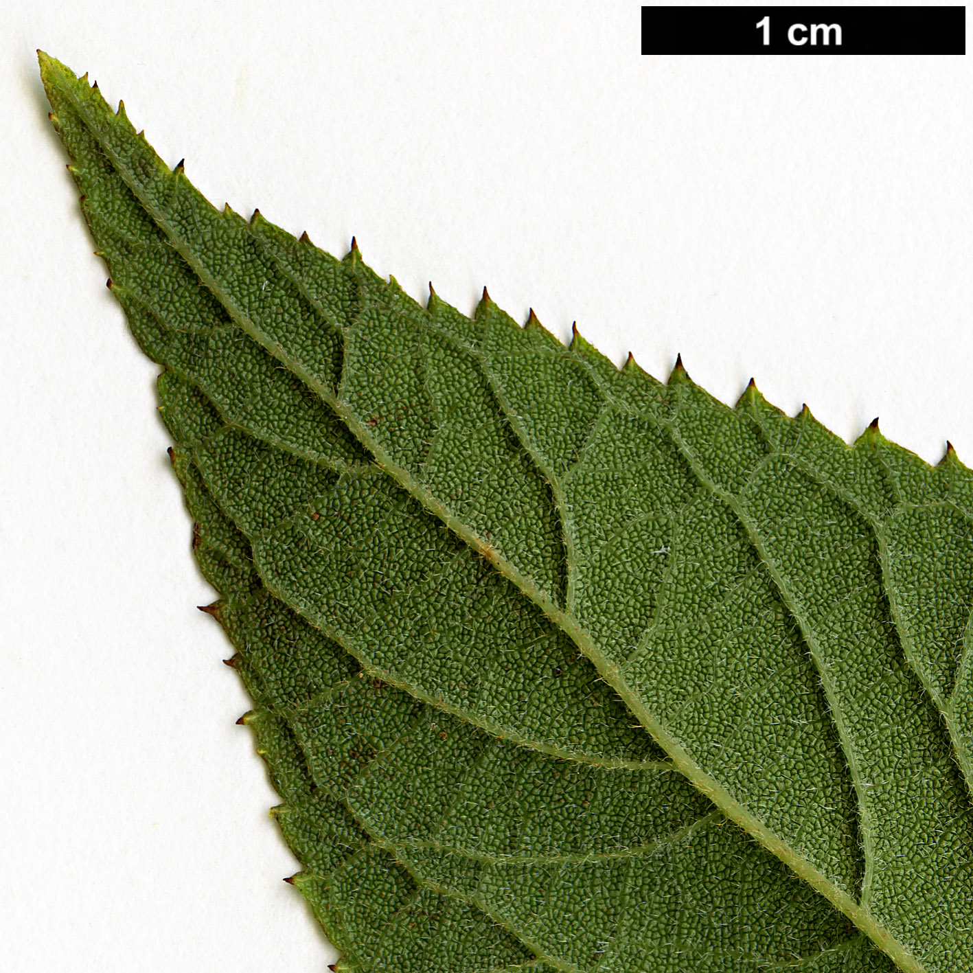 High resolution image: Family: Clethraceae - Genus: Clethra - Taxon: acuminata