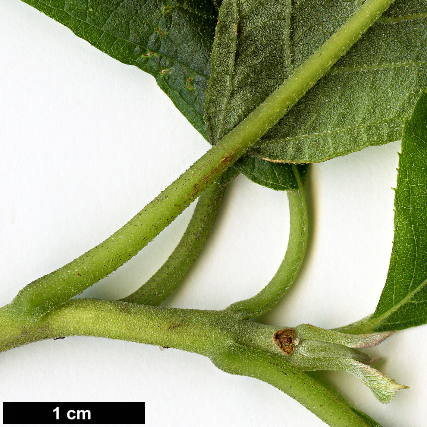 High resolution image: Family: Clethraceae - Genus: Clethra - Taxon: alnifolia