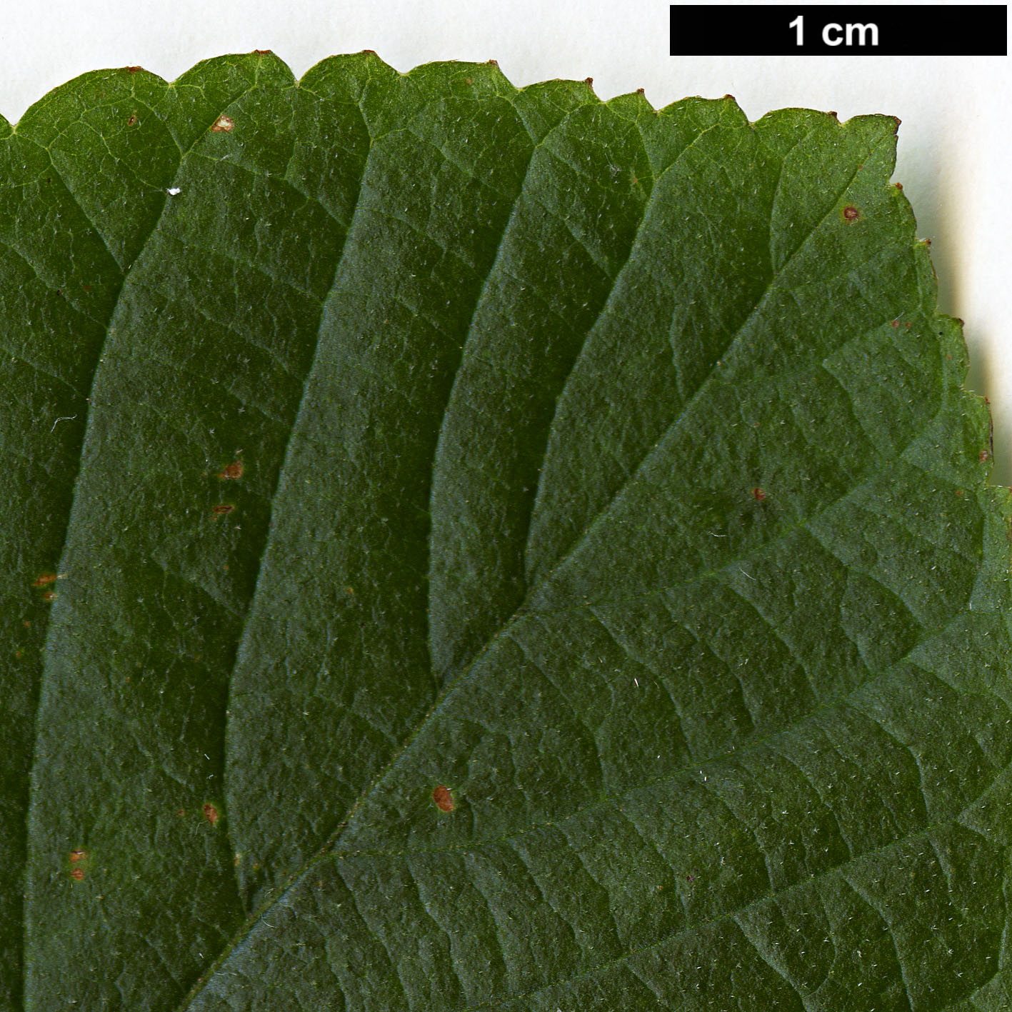 High resolution image: Family: Clethraceae - Genus: Clethra - Taxon: alnifolia