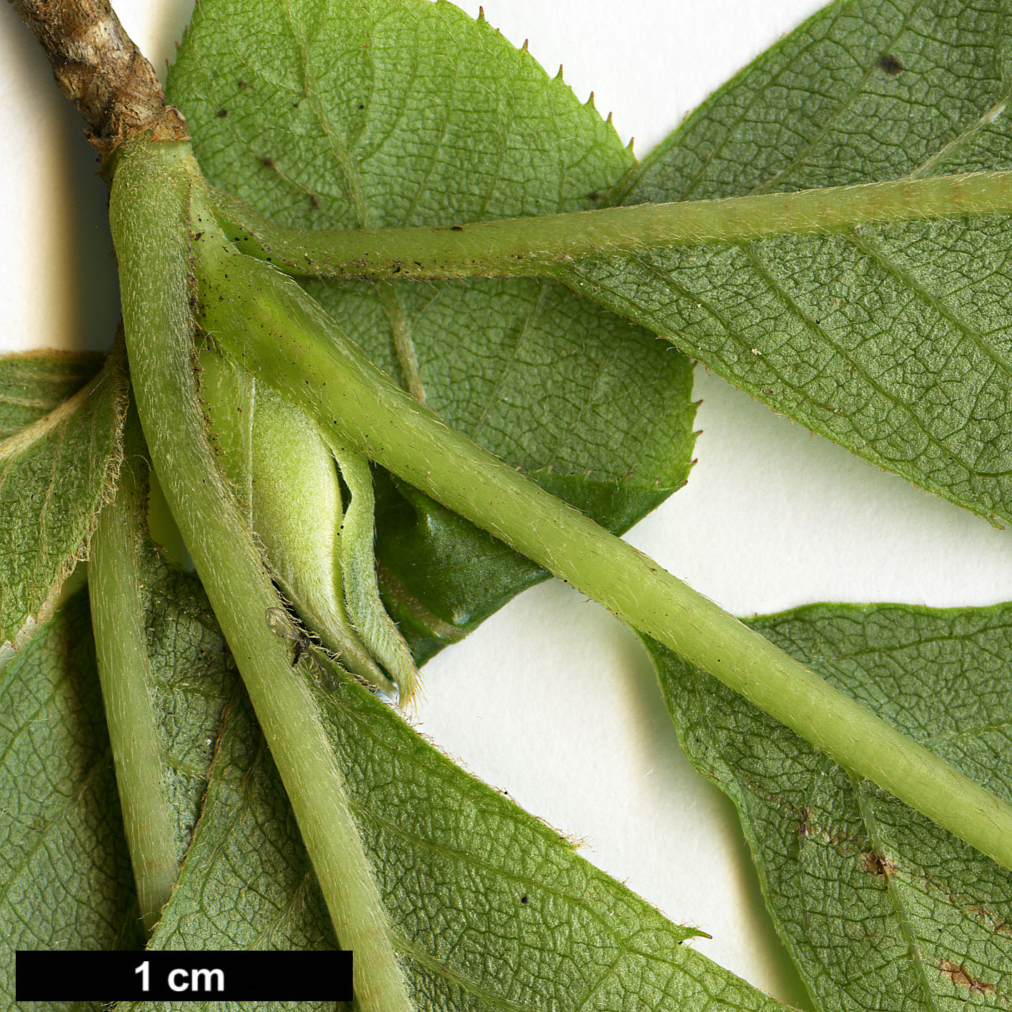 High resolution image: Family: Clethraceae - Genus: Clethra - Taxon: barbinervis