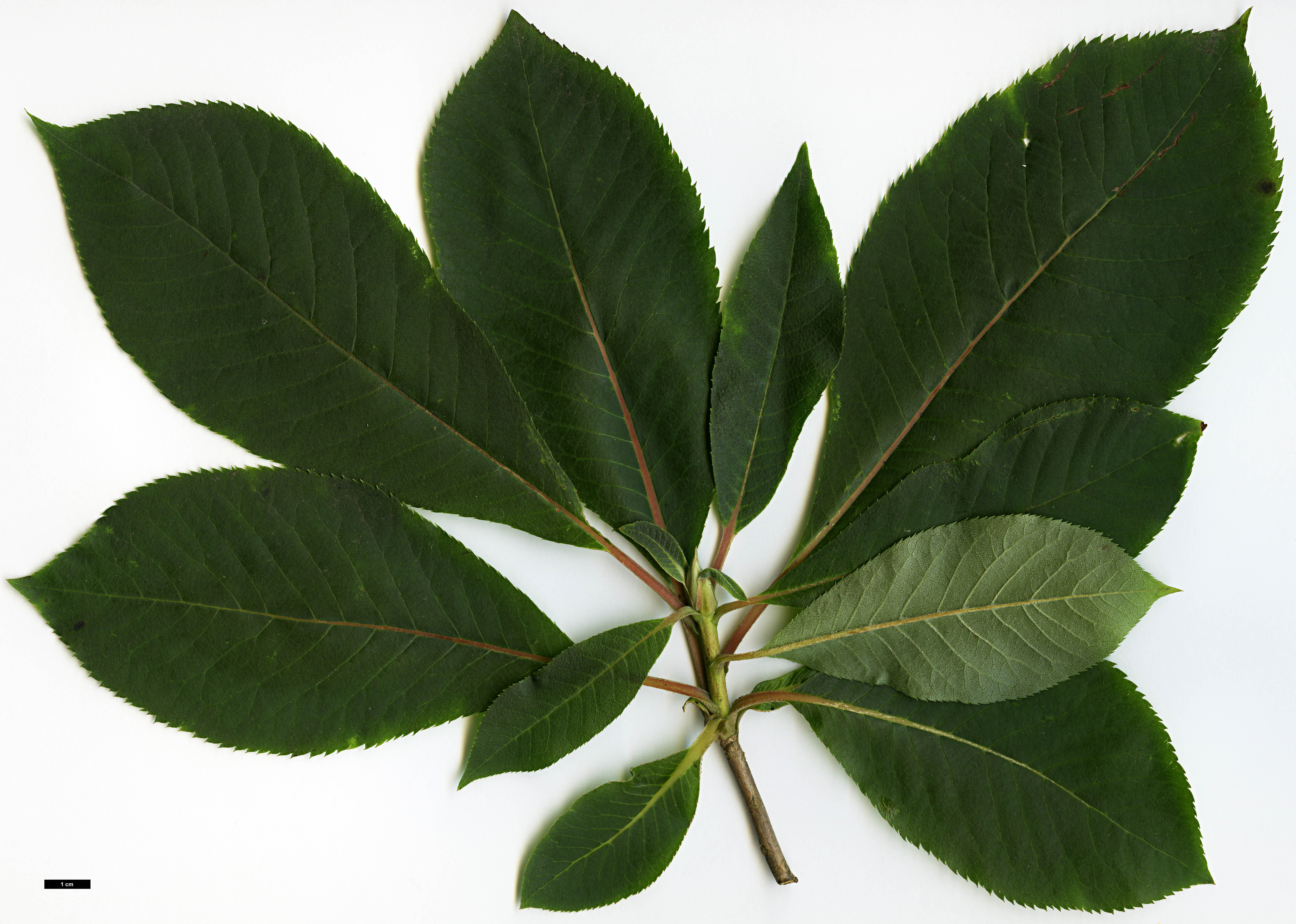 High resolution image: Family: Clethraceae - Genus: Clethra - Taxon: barbinervis