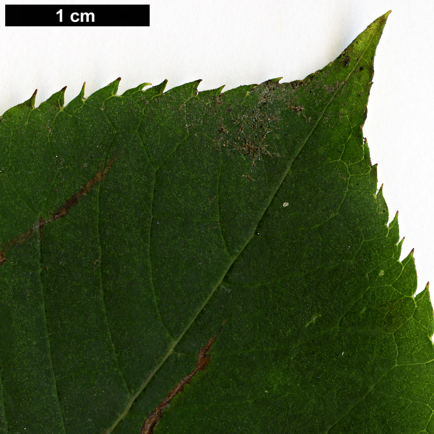 High resolution image: Family: Clethraceae - Genus: Clethra - Taxon: barbinervis