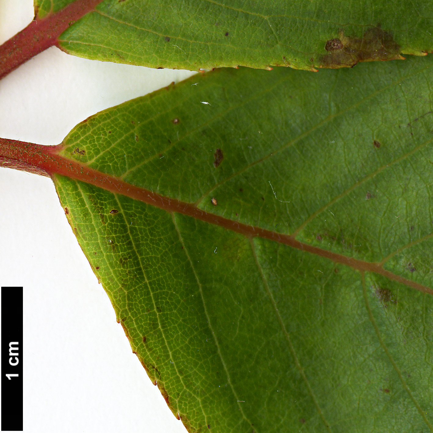 High resolution image: Family: Clethraceae - Genus: Clethra - Taxon: cavaleriei