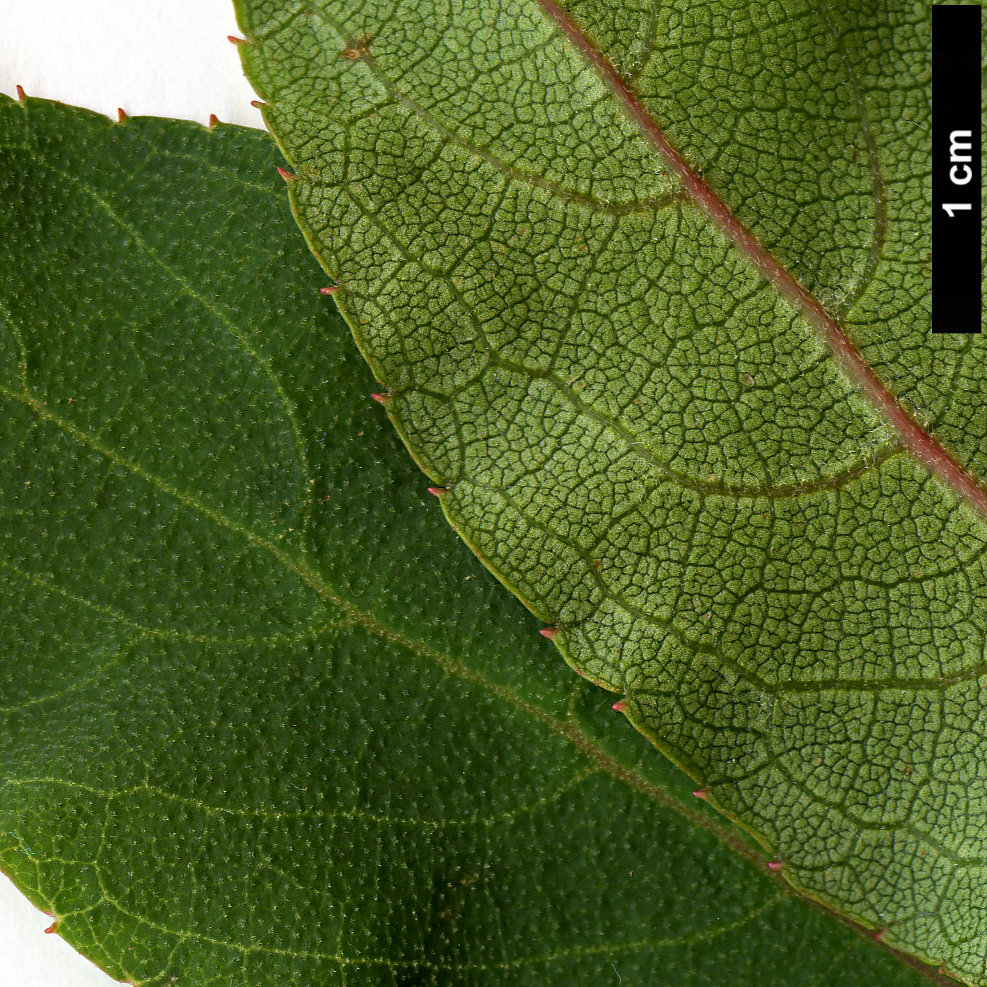 High resolution image: Family: Clethraceae - Genus: Clethra - Taxon: cavaleriei