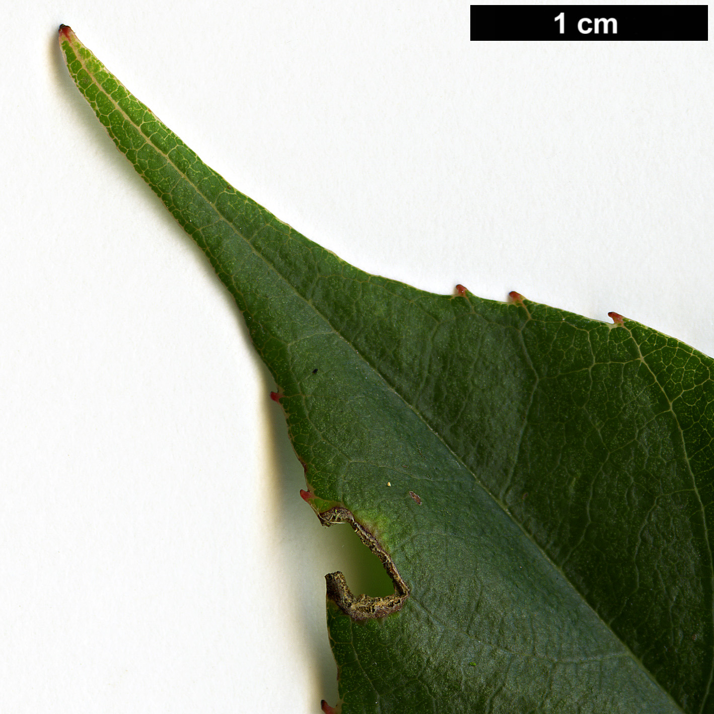 High resolution image: Family: Clethraceae - Genus: Clethra - Taxon: fabri