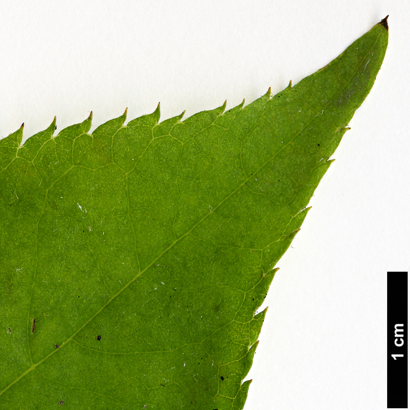 High resolution image: Family: Clethraceae - Genus: Clethra - Taxon: monostachya