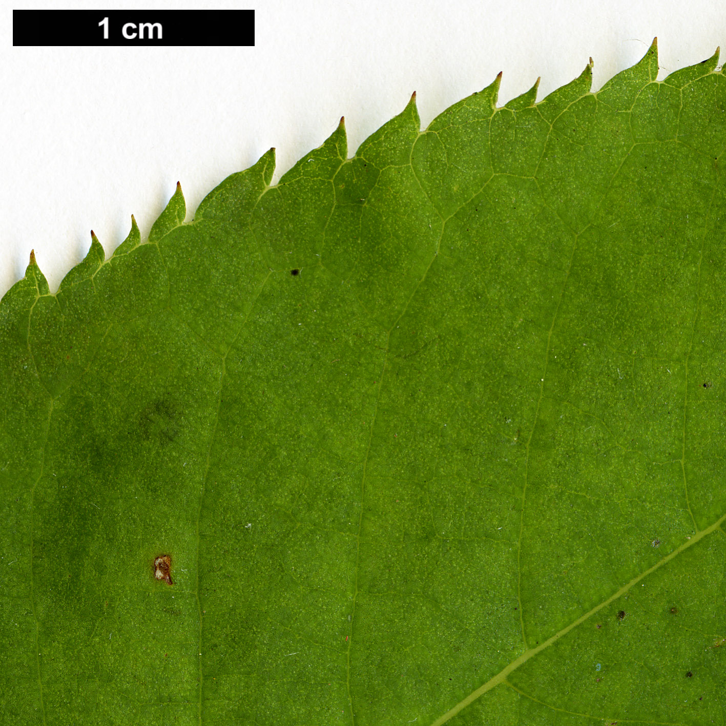 High resolution image: Family: Clethraceae - Genus: Clethra - Taxon: monostachya