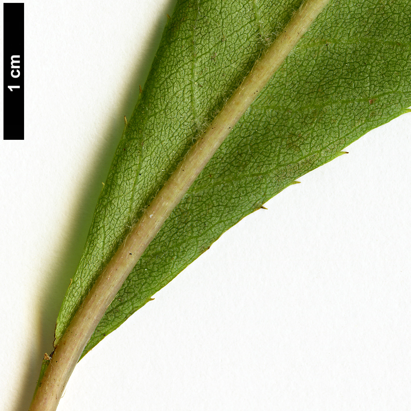 High resolution image: Family: Clethraceae - Genus: Clethra - Taxon: monostachya