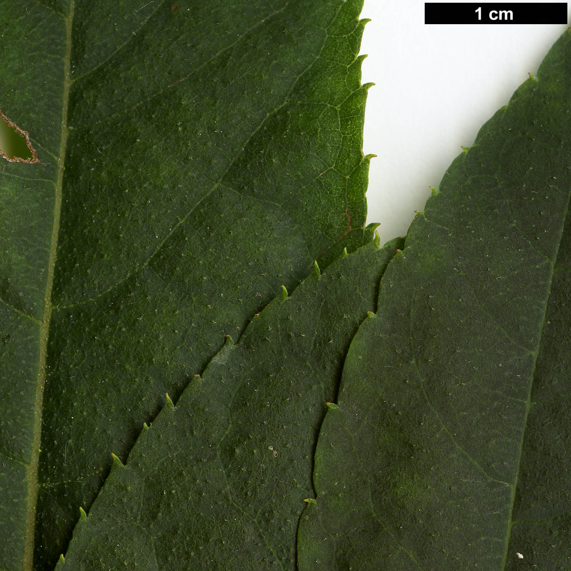 High resolution image: Family: Clethraceae - Genus: Clethra - Taxon: monostachya