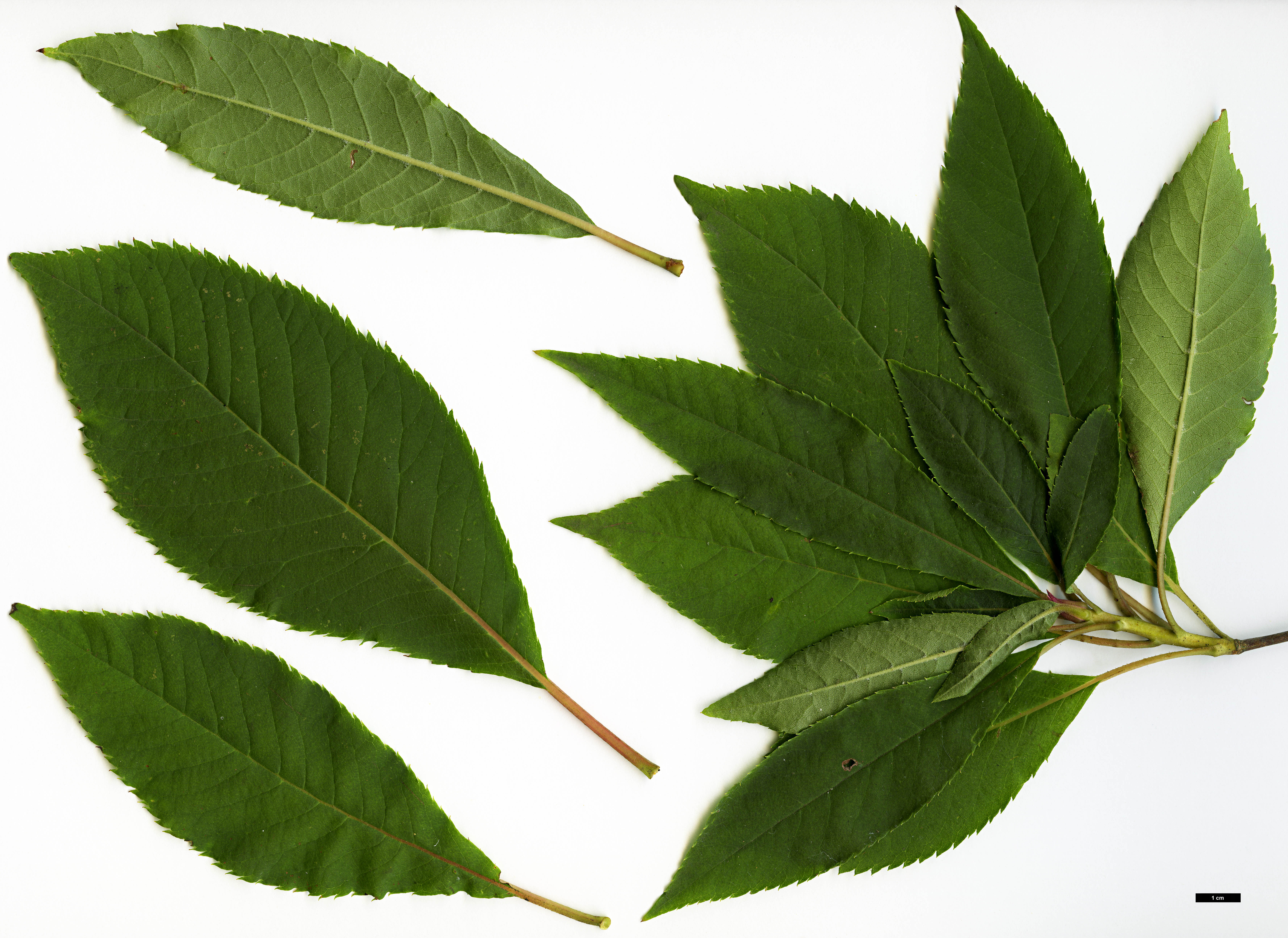 High resolution image: Family: Clethraceae - Genus: Clethra - Taxon: monostachya