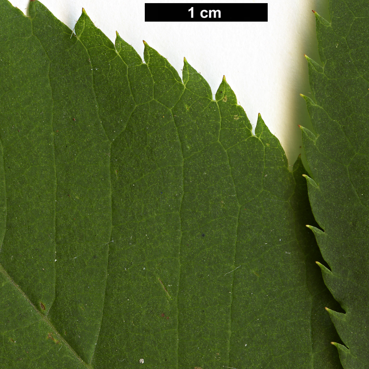 High resolution image: Family: Clethraceae - Genus: Clethra - Taxon: monostachya