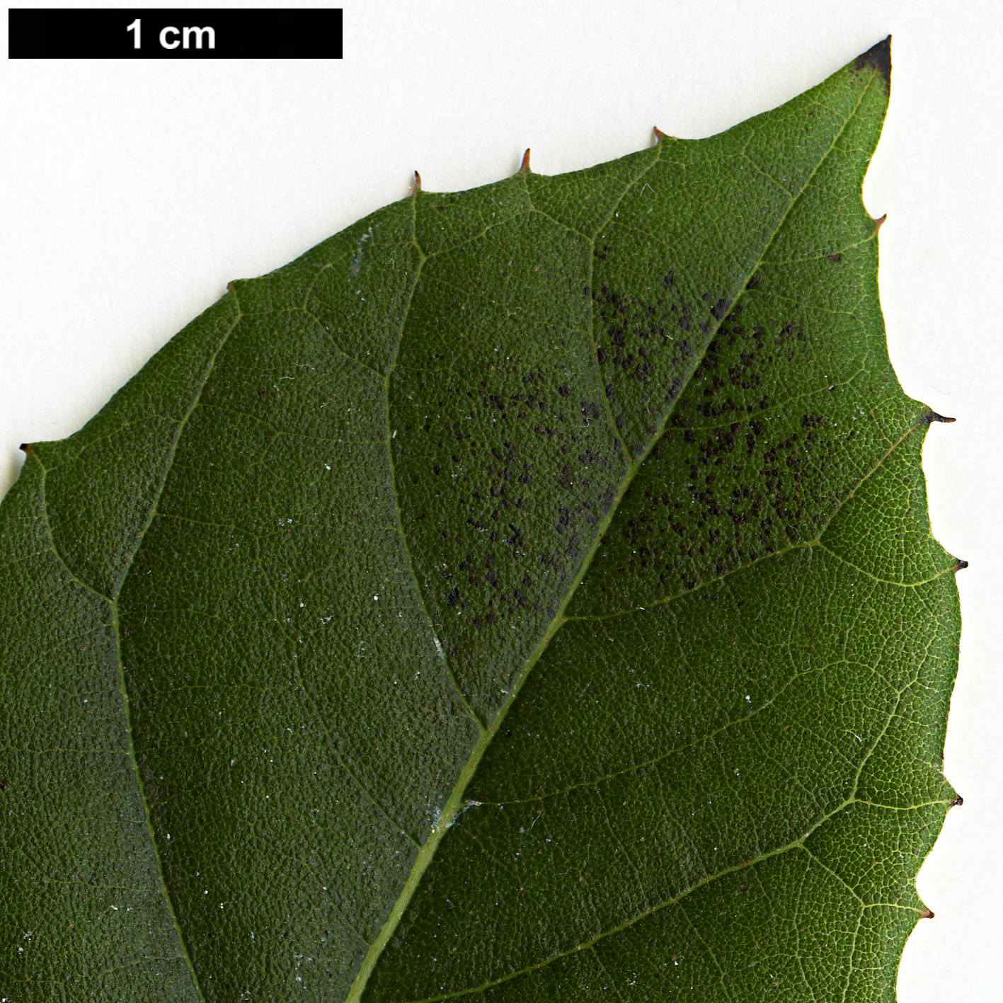 High resolution image: Family: Clethraceae - Genus: Clethra - Taxon: pringlei