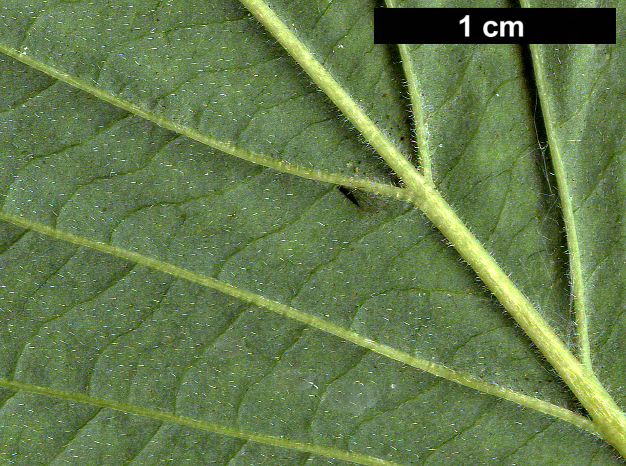 High resolution image: Family: Cornaceae - Genus: Cornus - Taxon: alternifolia