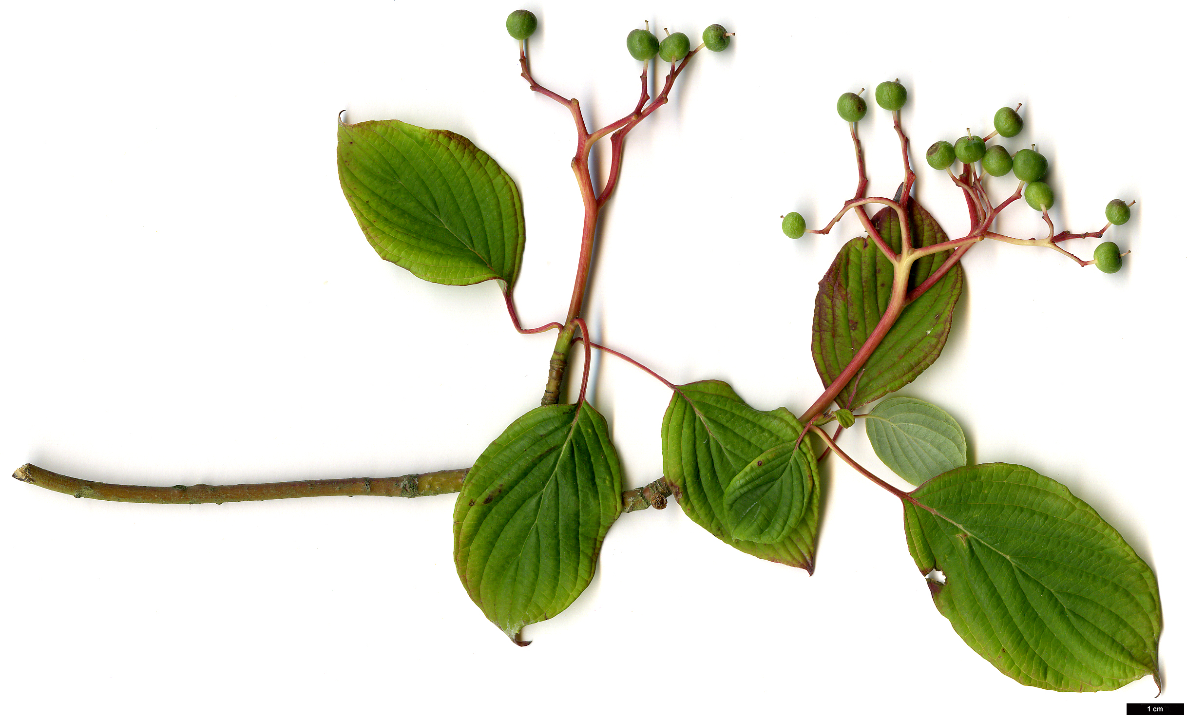 High resolution image: Family: Cornaceae - Genus: Cornus - Taxon: alternifolia