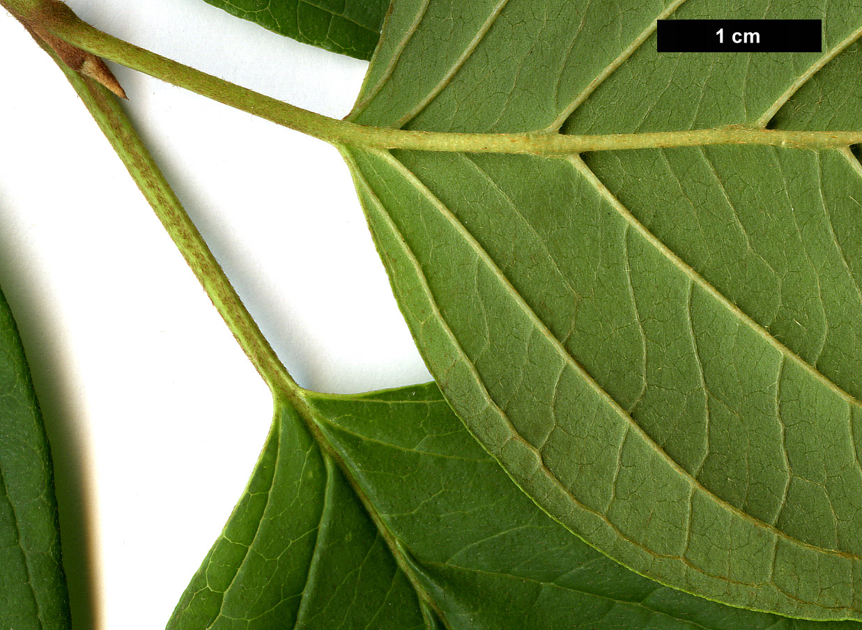 High resolution image: Family: Cornaceae - Genus: Cornus - Taxon: amomum