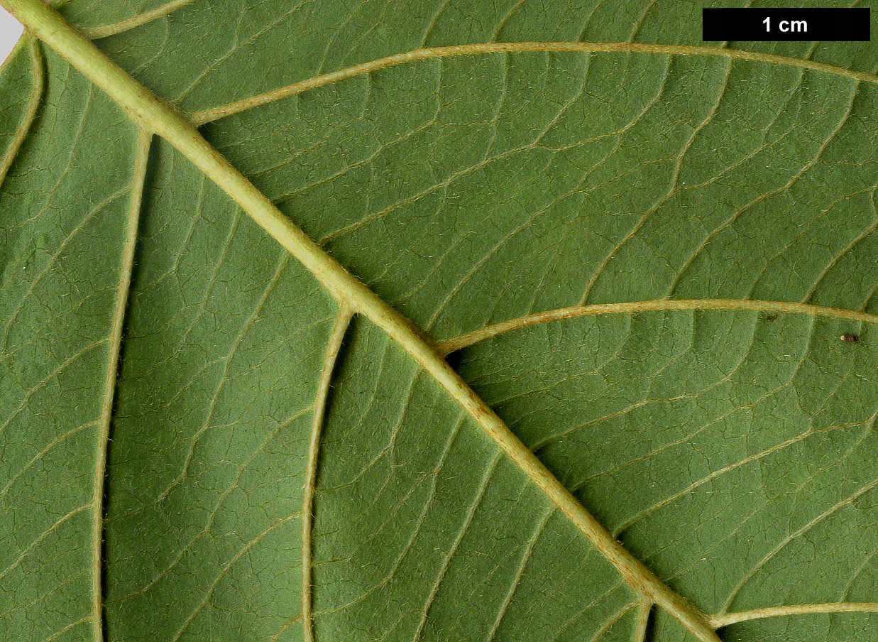 High resolution image: Family: Cornaceae - Genus: Cornus - Taxon: amomum