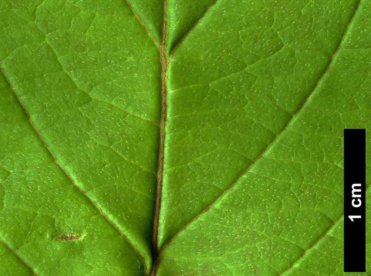 High resolution image: Family: Cornaceae - Genus: Cornus - Taxon: amomum