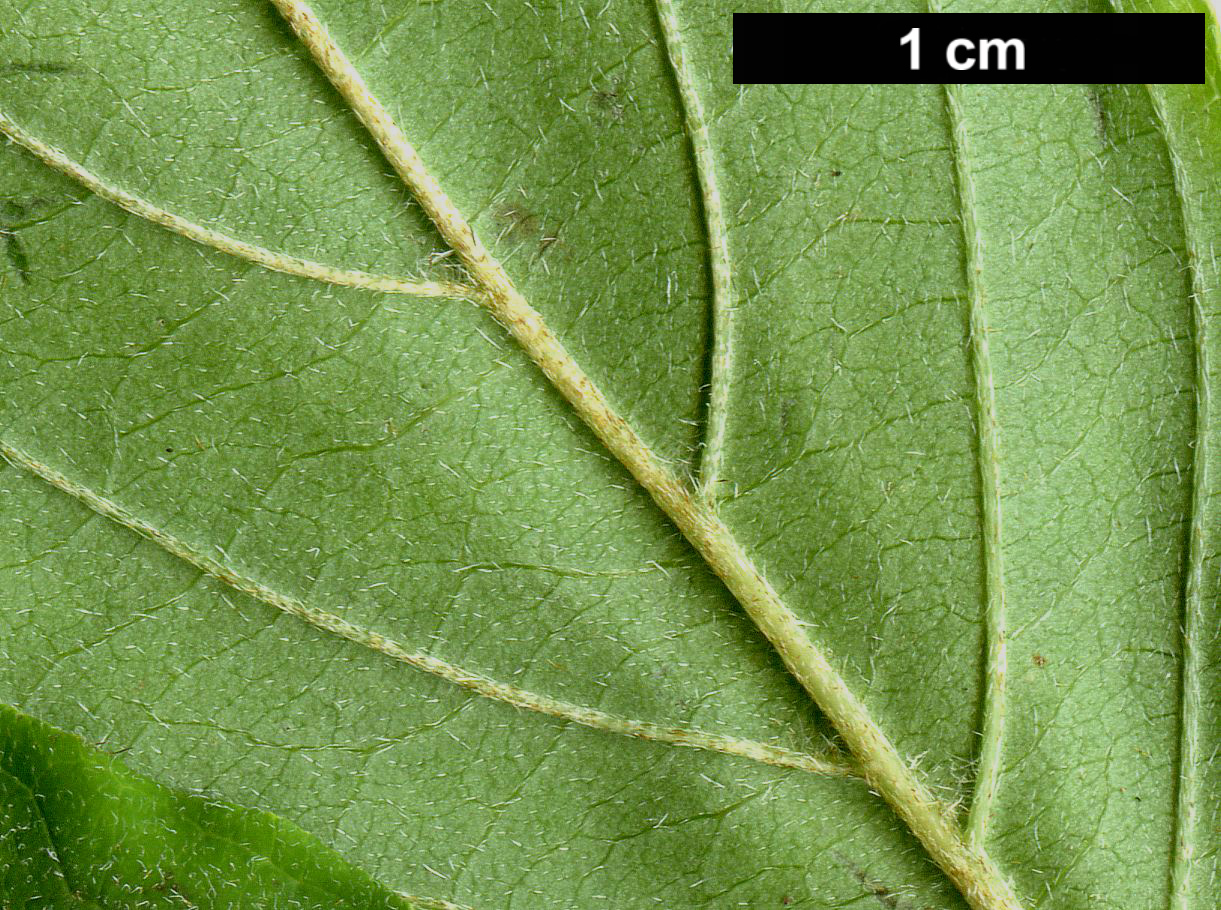 High resolution image: Family: Cornaceae - Genus: Cornus - Taxon: bretschneideri