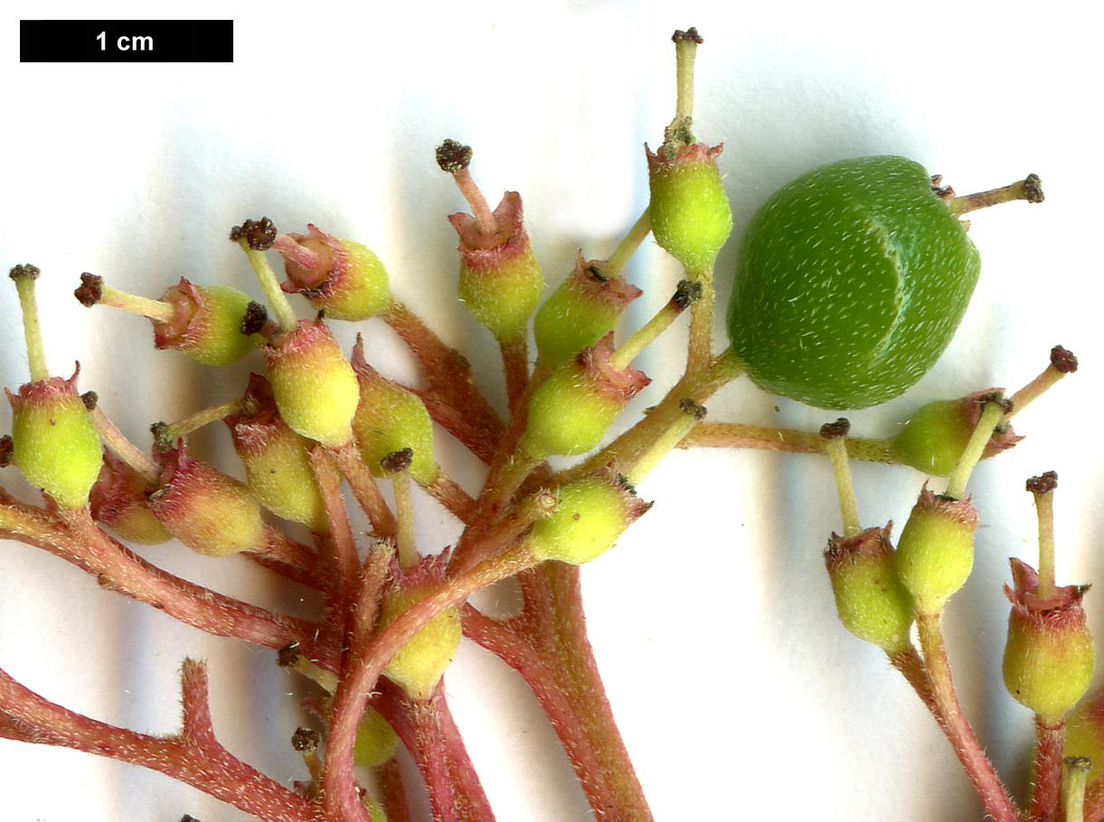 High resolution image: Family: Cornaceae - Genus: Cornus - Taxon: bretschneideri