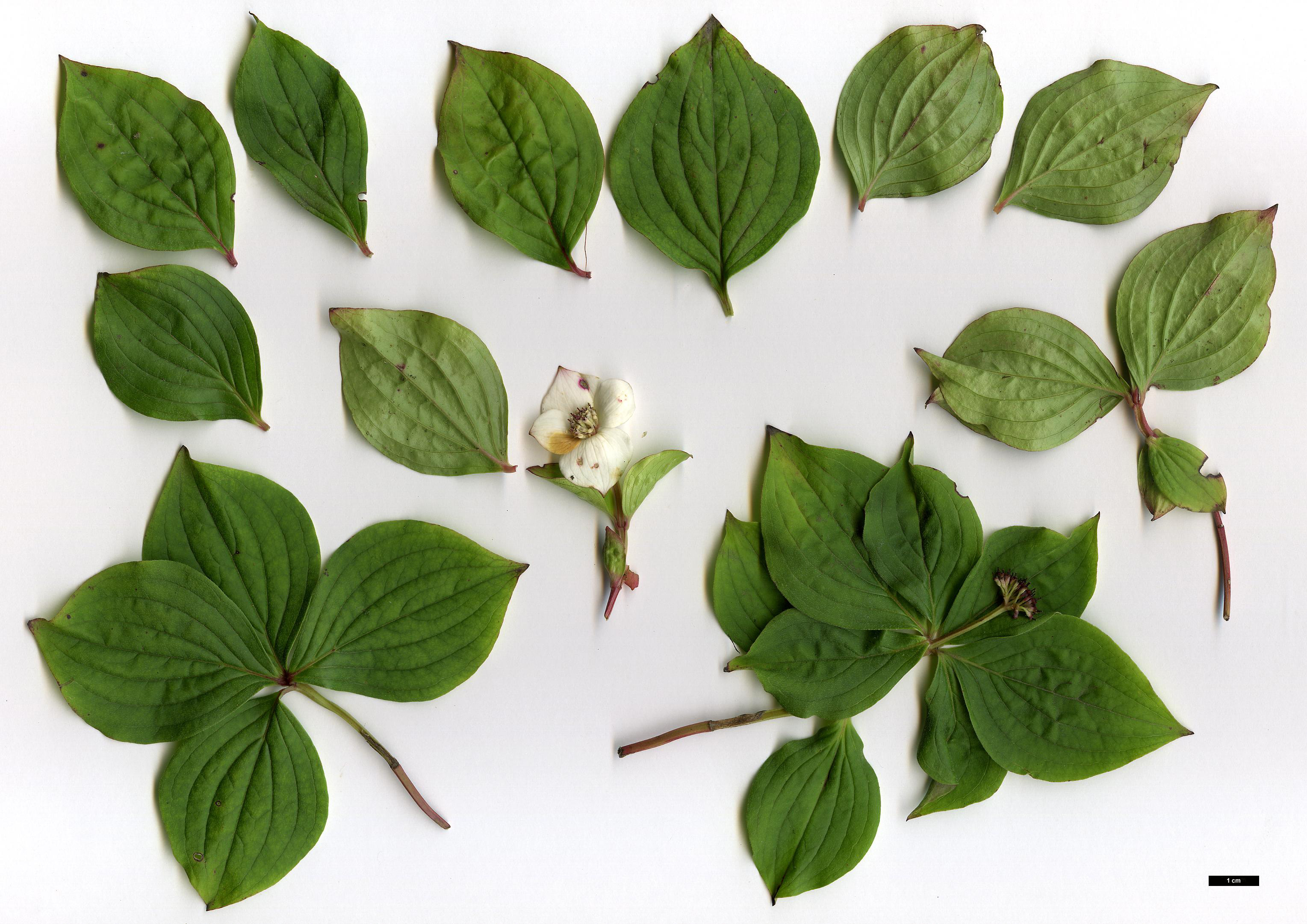 High resolution image: Family: Cornaceae - Genus: Cornus - Taxon: canadensis