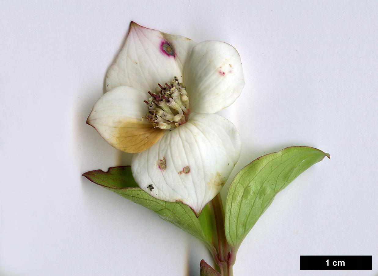 High resolution image: Family: Cornaceae - Genus: Cornus - Taxon: canadensis