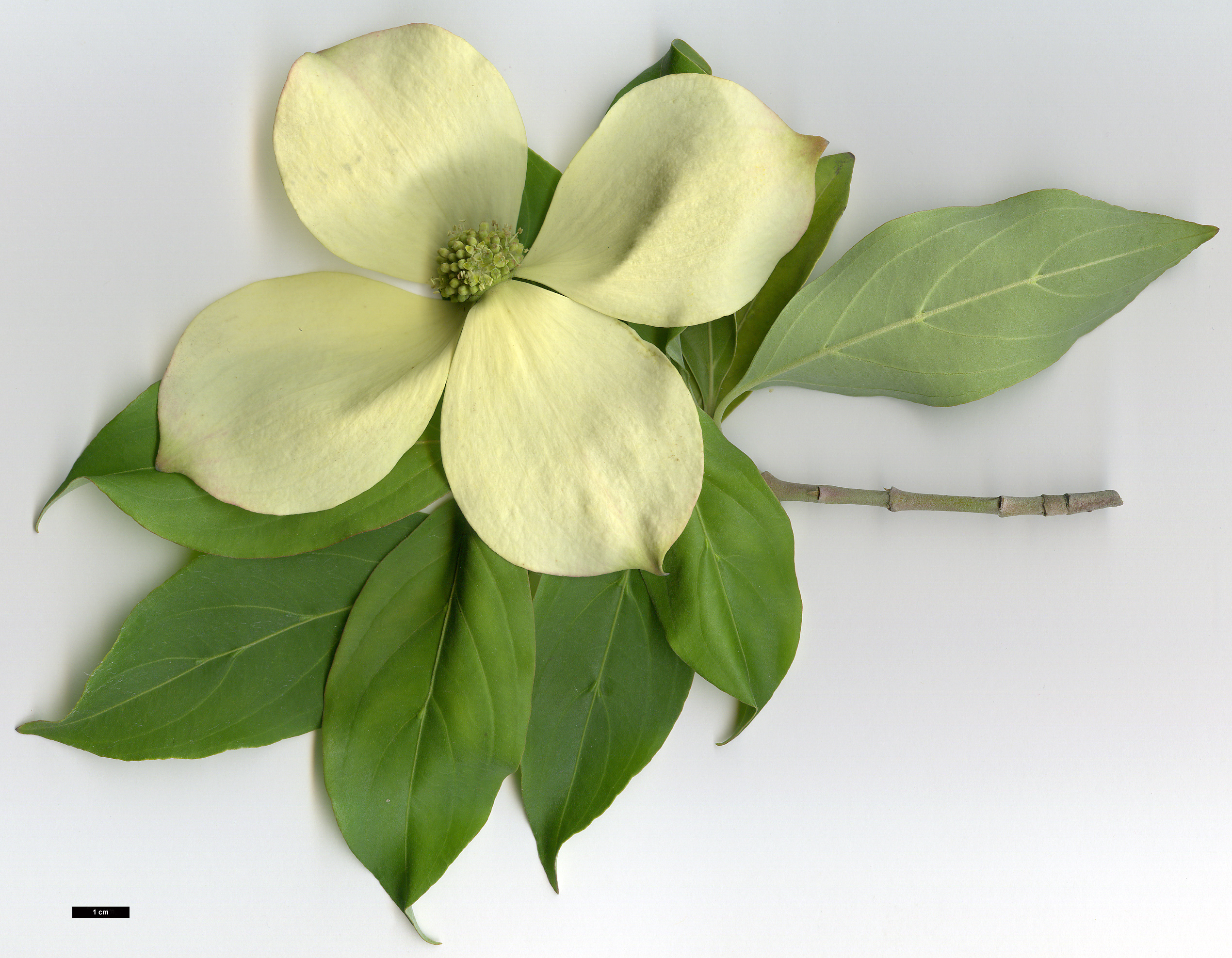 High resolution image: Family: Cornaceae - Genus: Cornus - Taxon: capitata