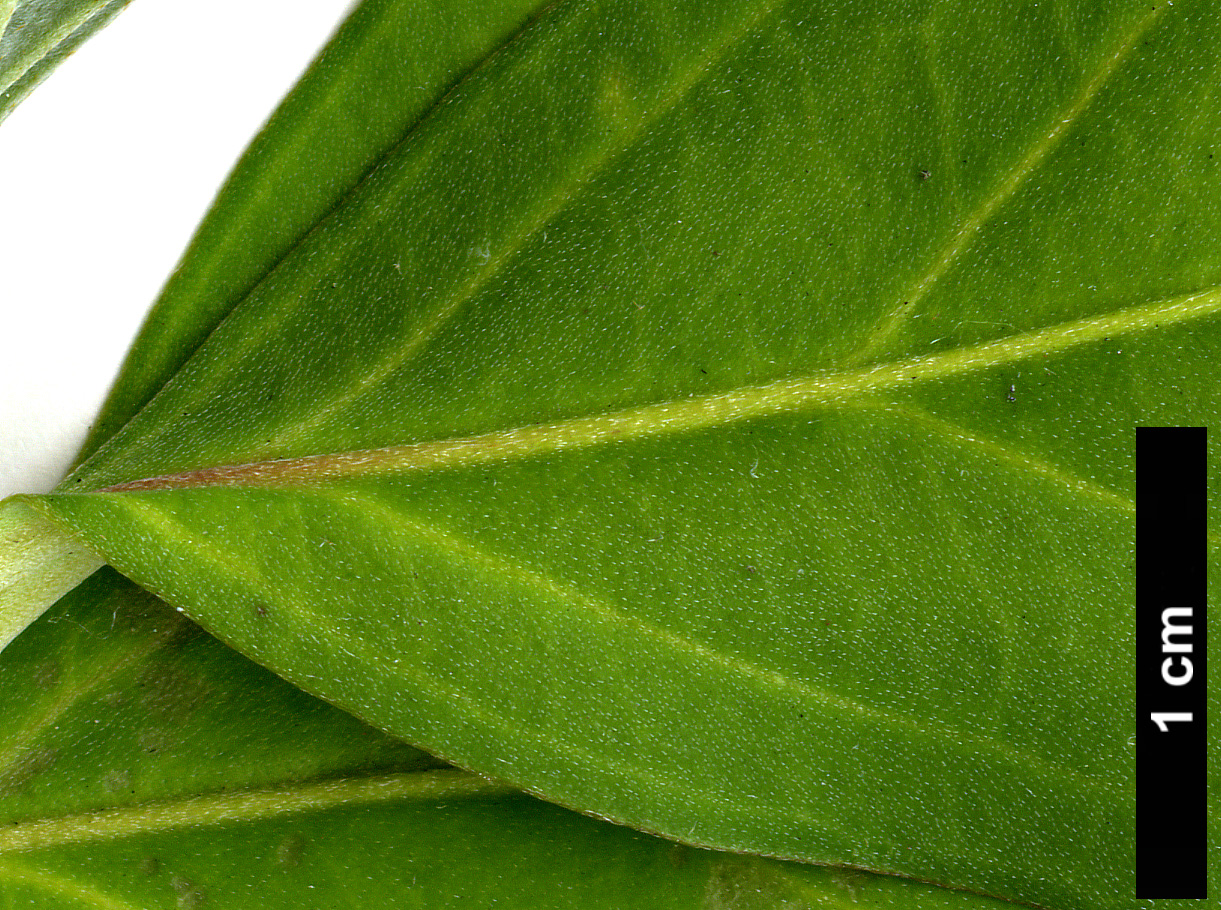 High resolution image: Family: Cornaceae - Genus: Cornus - Taxon: capitata