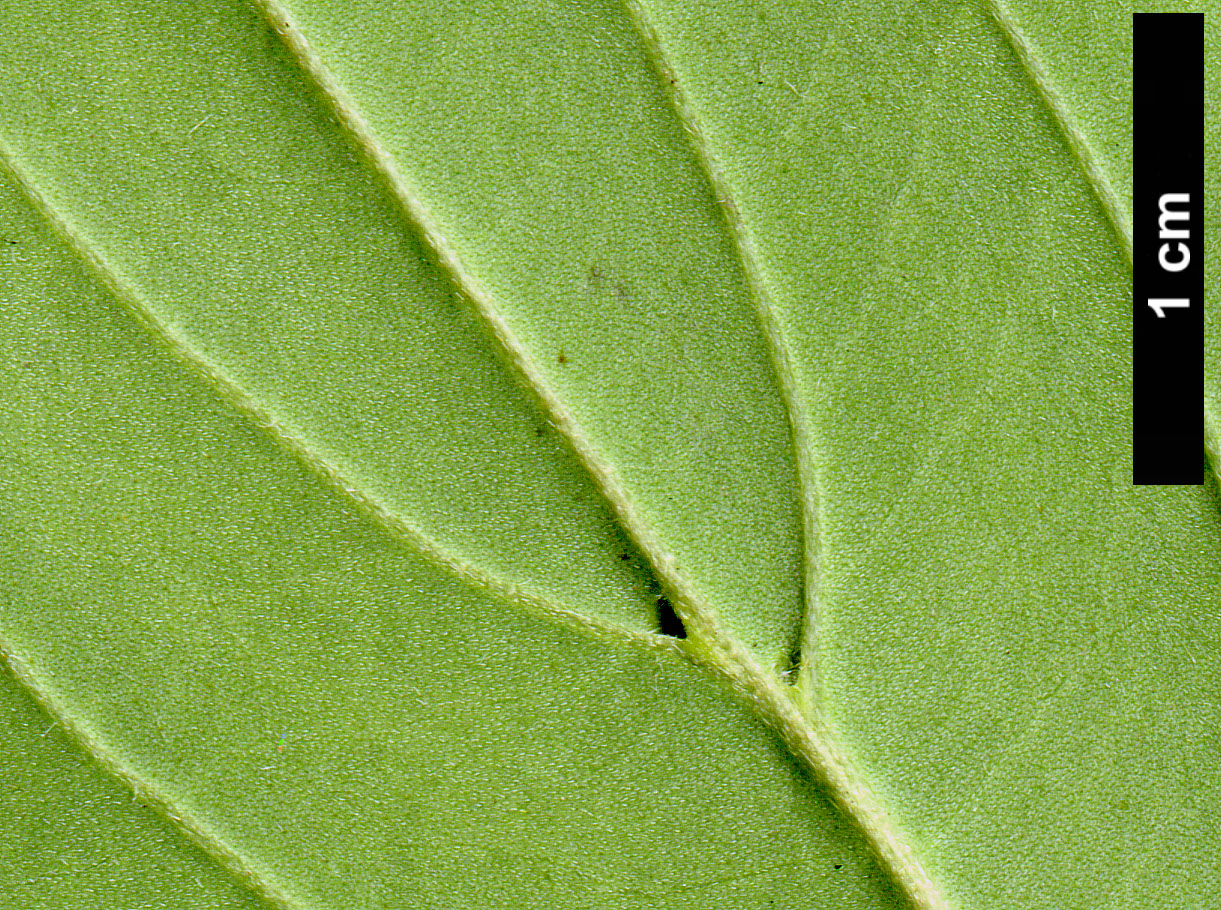 High resolution image: Family: Cornaceae - Genus: Cornus - Taxon: capitata