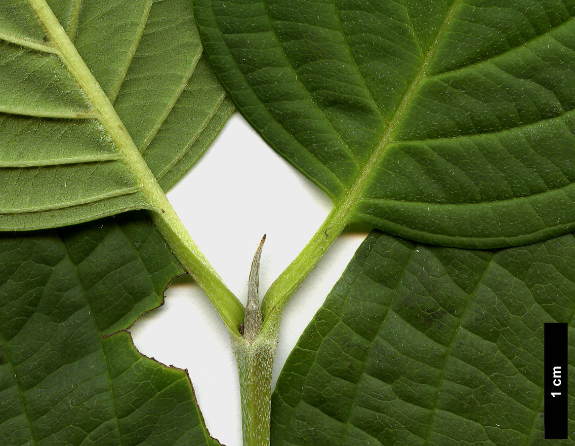 High resolution image: Family: Cornaceae - Genus: Cornus - Taxon: chinensis