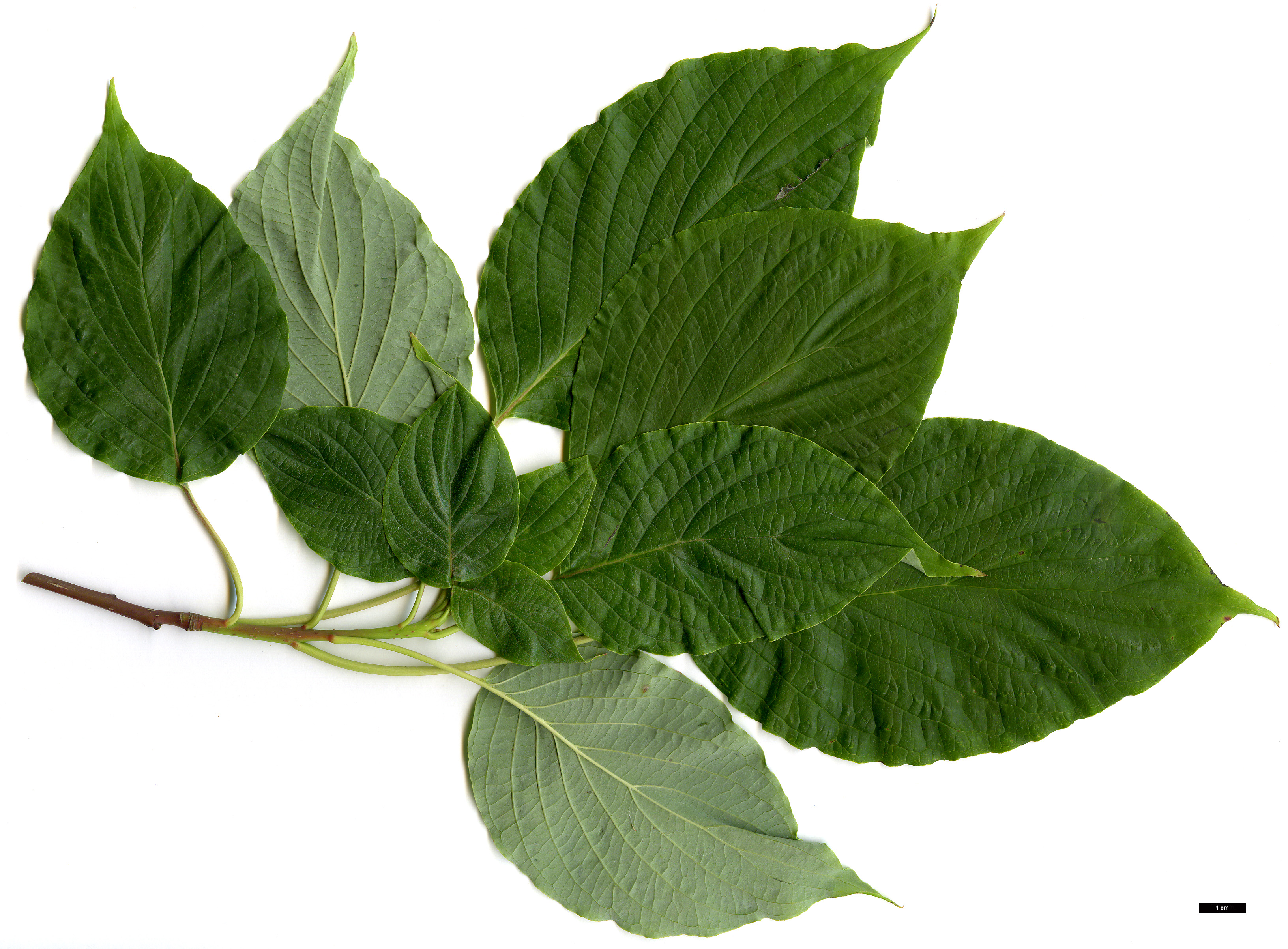 High resolution image: Family: Cornaceae - Genus: Cornus - Taxon: controversa