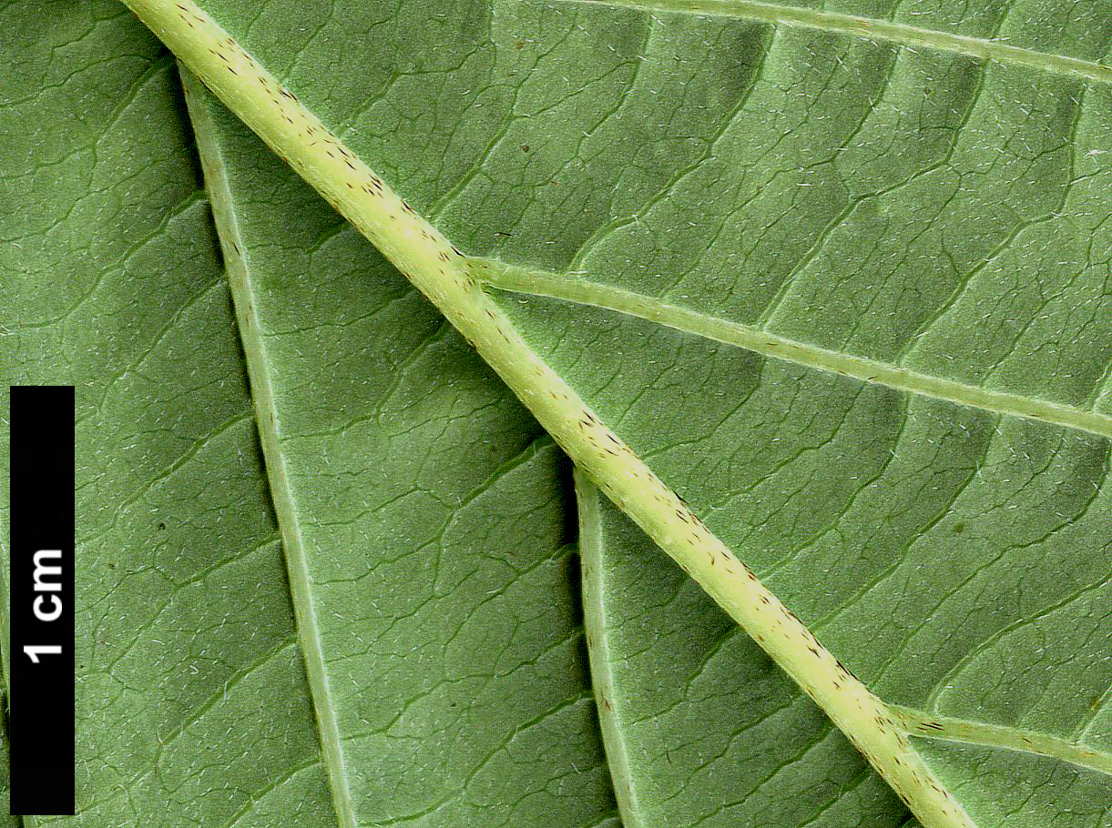 High resolution image: Family: Cornaceae - Genus: Cornus - Taxon: hemsleyi