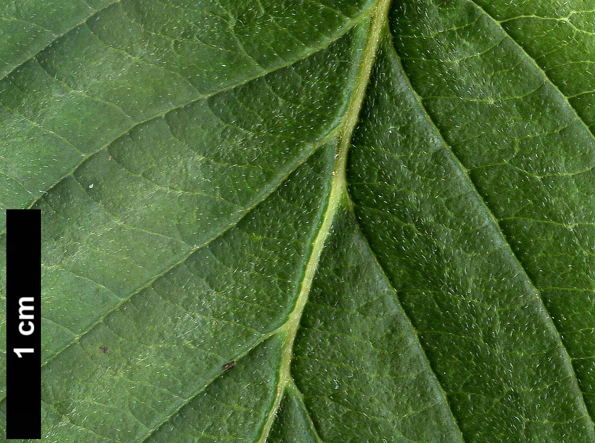 High resolution image: Family: Cornaceae - Genus: Cornus - Taxon: hemsleyi