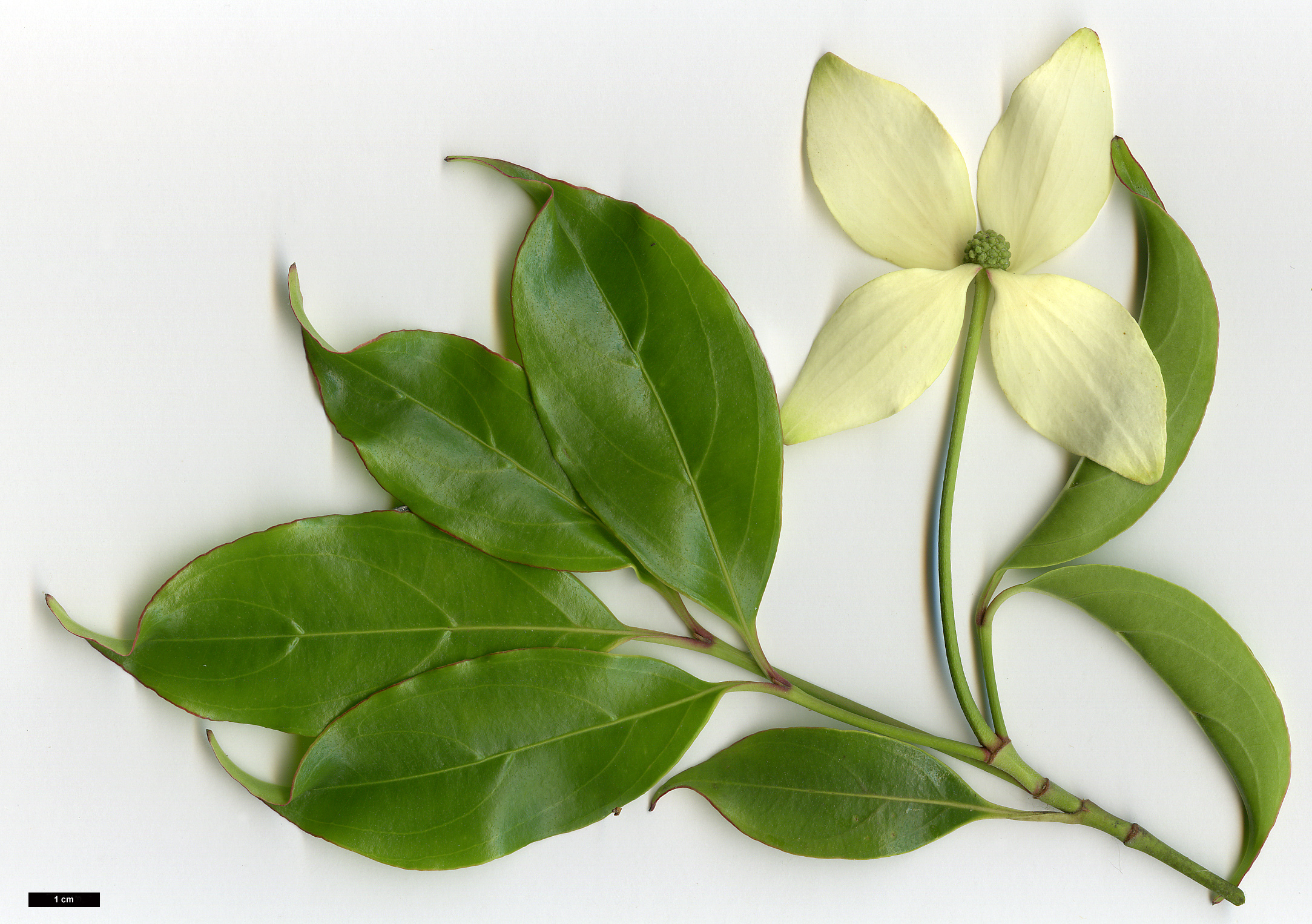 High resolution image: Family: Cornaceae - Genus: Cornus - Taxon: hongkongensis