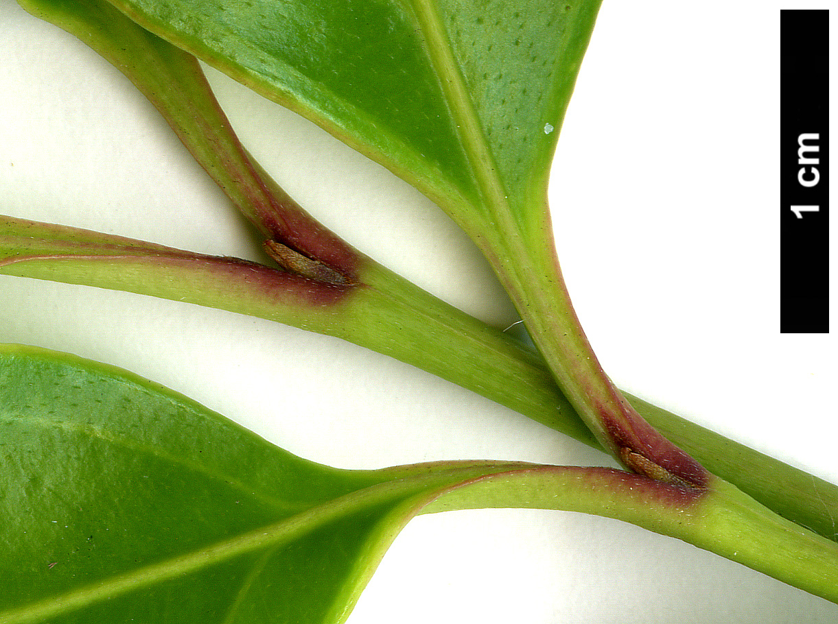 High resolution image: Family: Cornaceae - Genus: Cornus - Taxon: hongkongensis