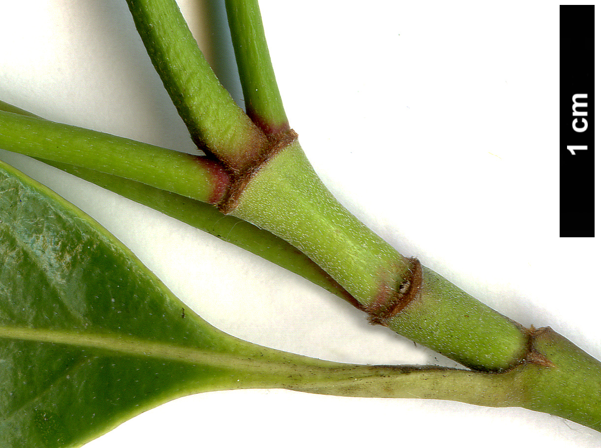 High resolution image: Family: Cornaceae - Genus: Cornus - Taxon: hongkongensis