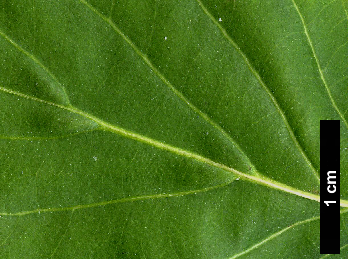 High resolution image: Family: Cornaceae - Genus: Cornus - Taxon: kousa