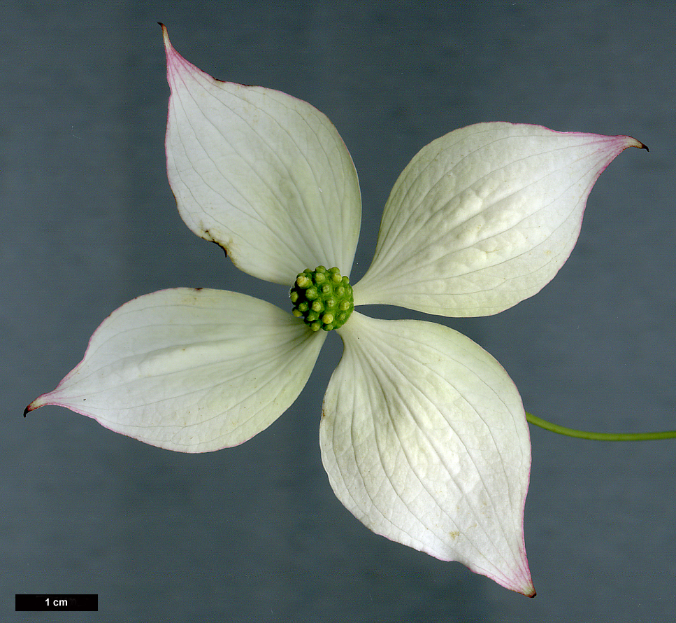 High resolution image: Family: Cornaceae - Genus: Cornus - Taxon: kousa